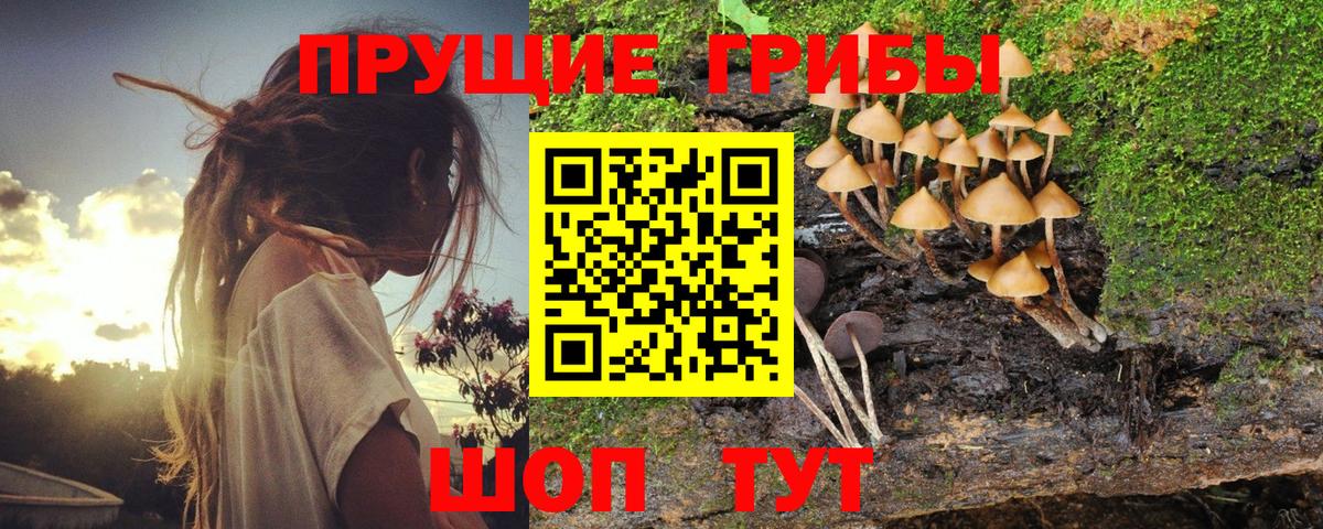 Карпинск  Псилоцибиновые грибы Psilocybe  Вход с VPN 